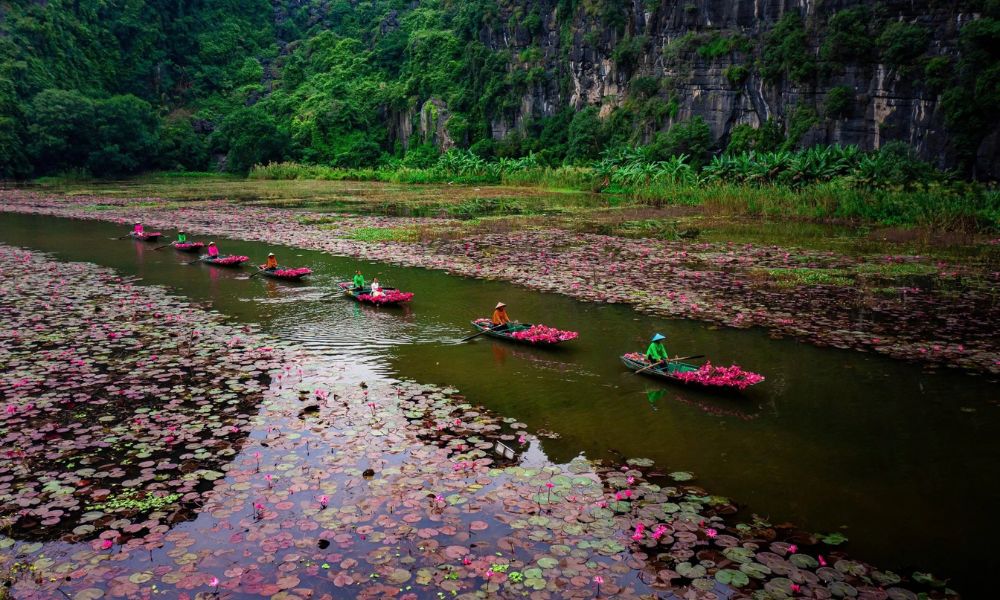 ninh-binh-water-lily-season